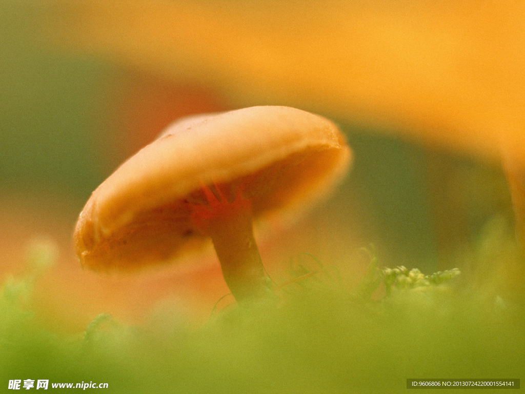 蘑菇特写