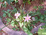 红花葱兰姊妹花