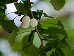 银杏