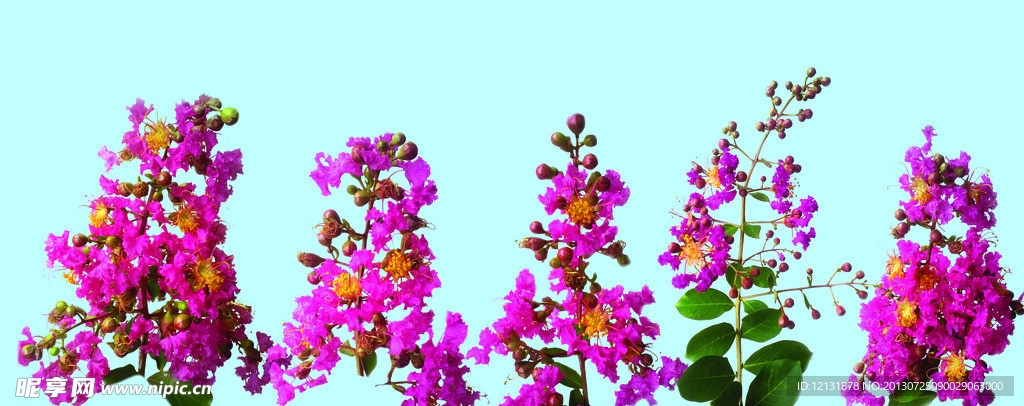 紫薇 花卉
