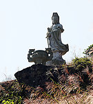 泉州安溪铁观音