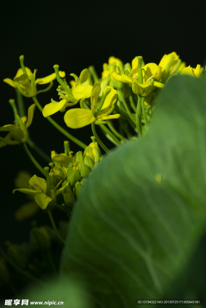 油菜花