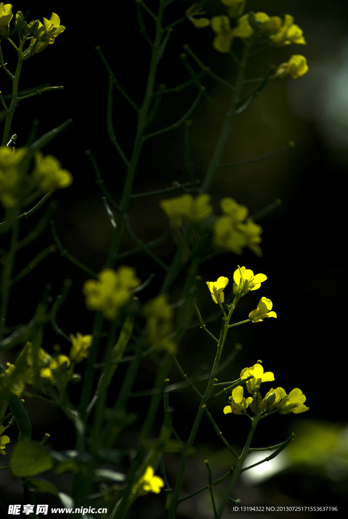 油菜花