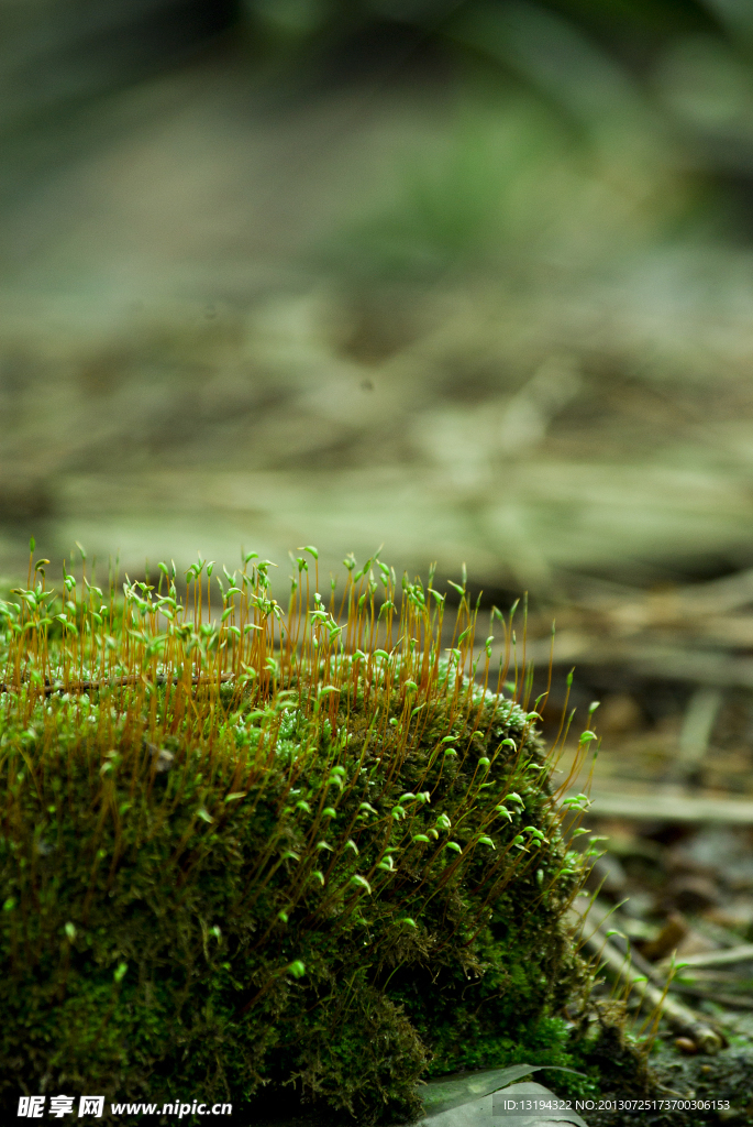 苔藓 植物