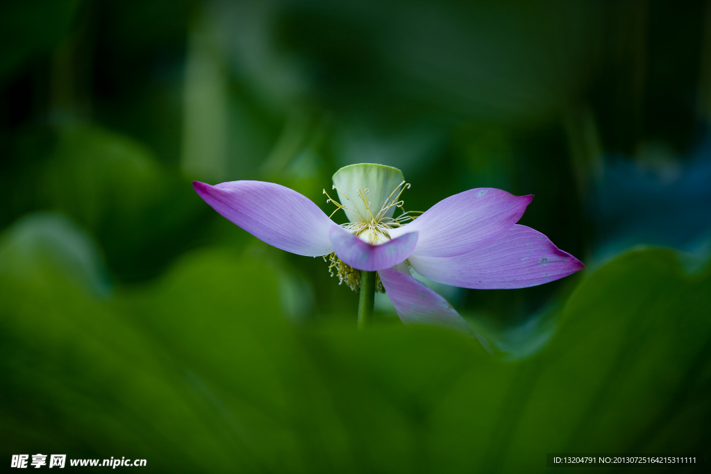 荷花