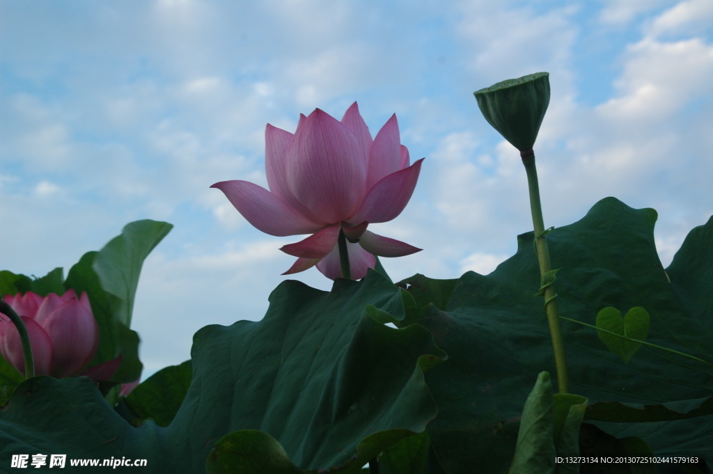 荷花