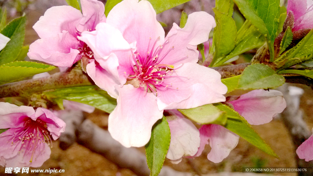 桃花