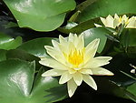 莲花