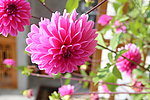 大丽花