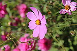 波斯菊