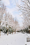 城市雪景
