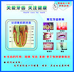认识我们的牙齿