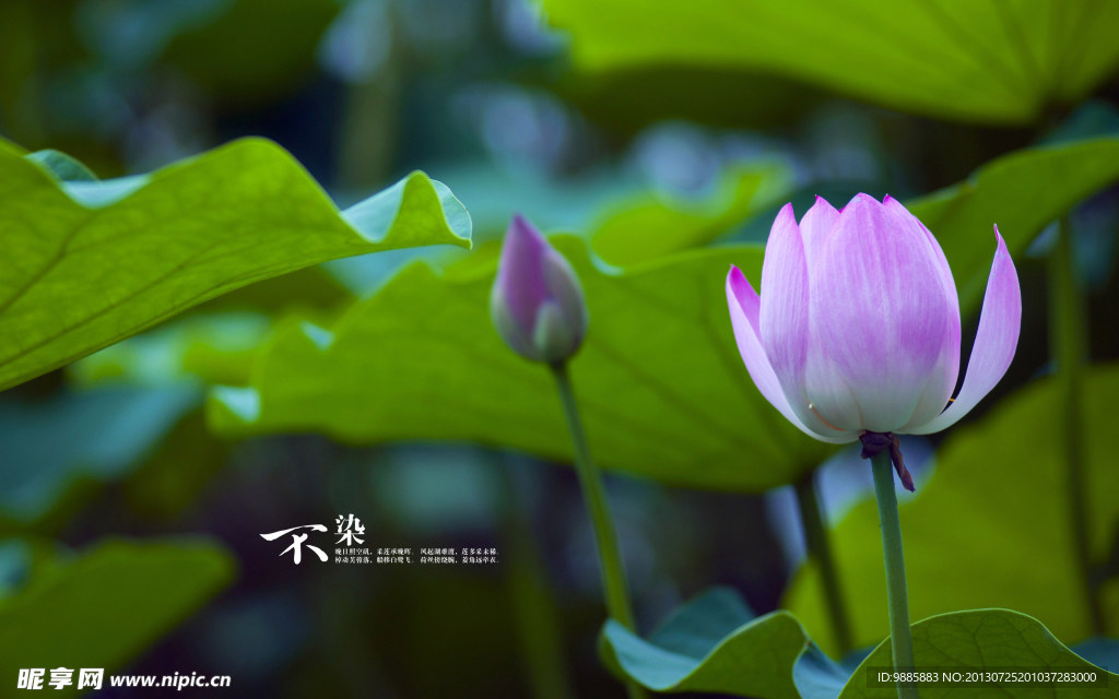 荷花