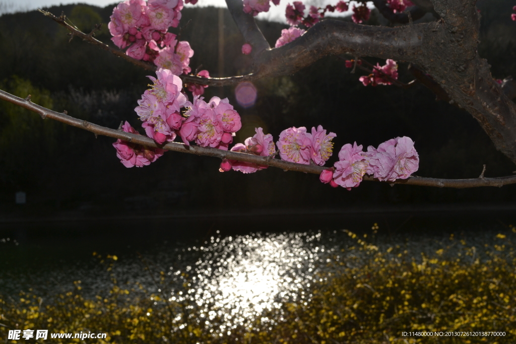 一枝花