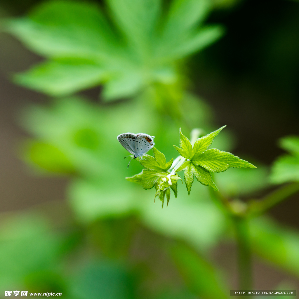 蝴蝶