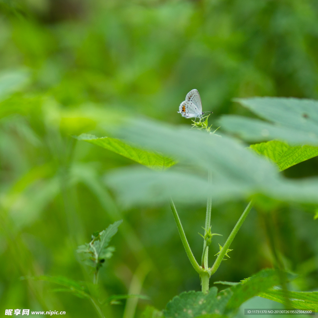 蝴蝶