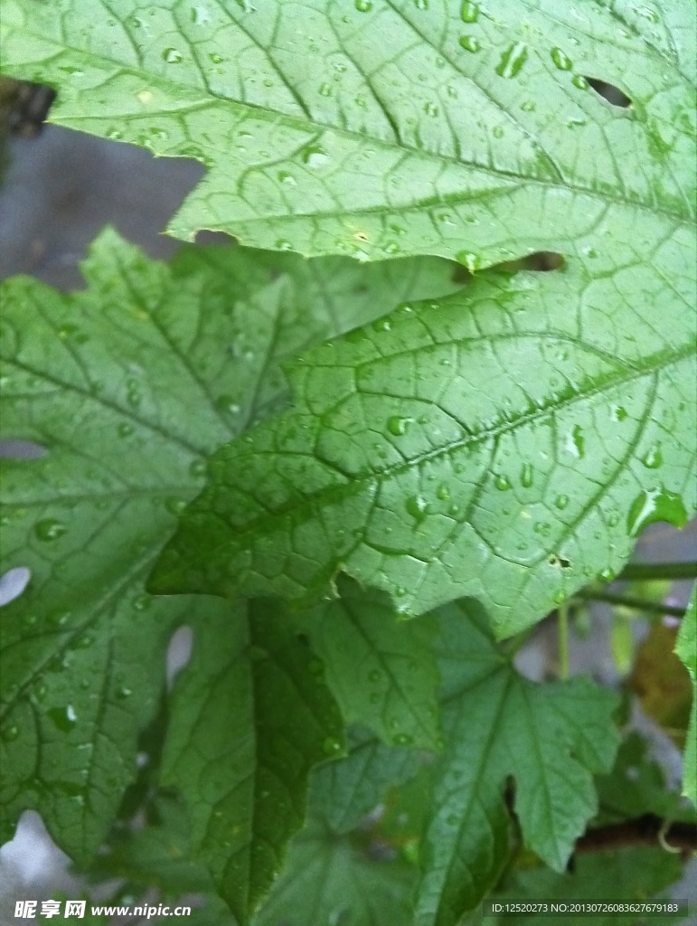 雨后新绿