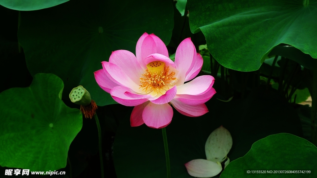 荷花