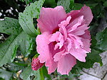 雨中花