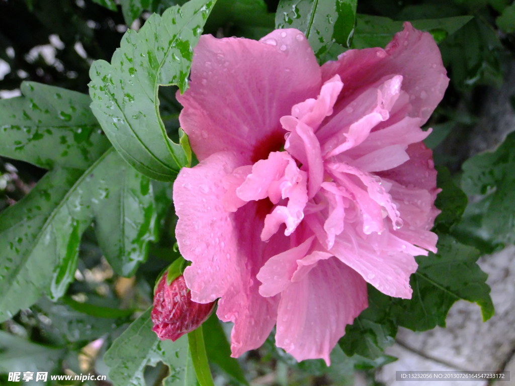 雨中花