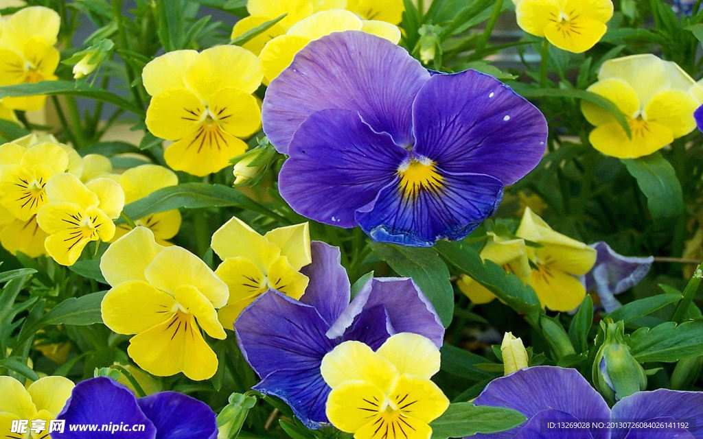 鲜花