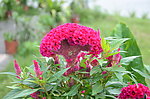 鲜花