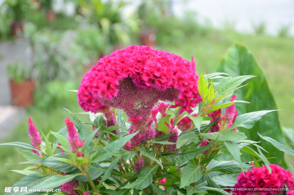 鲜花