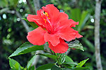 扶桑花