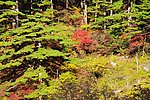 黄山