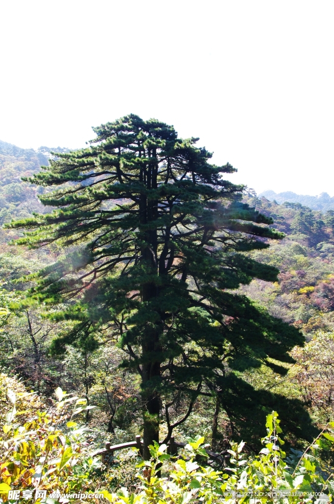 团结松