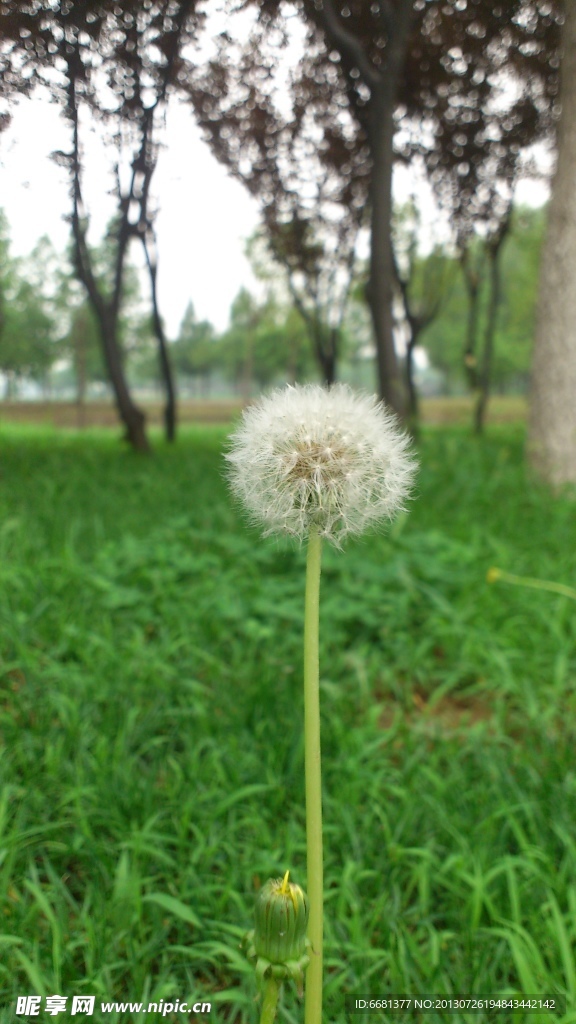 蒲公英