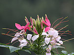 醉蝶花