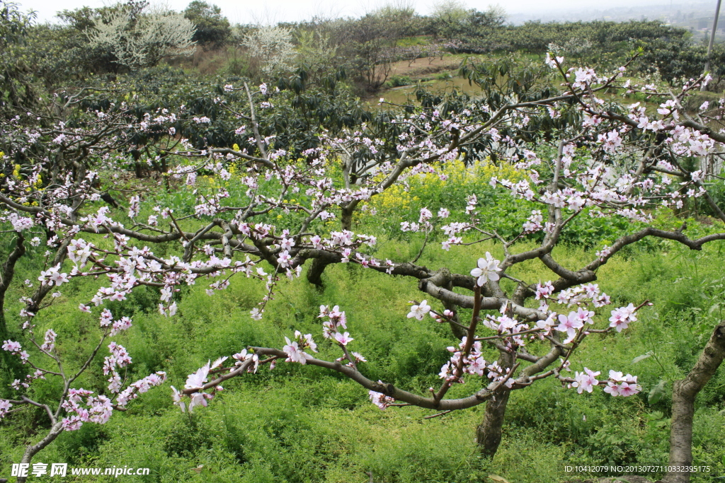 桃花