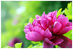 洛阳牡丹花