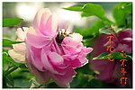 洛阳牡丹花