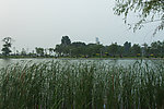 莲花湖边芦苇
