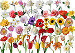 鲜花
