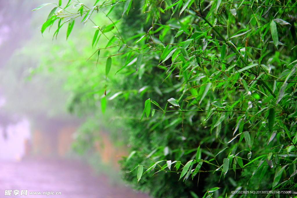 雨后翠竹