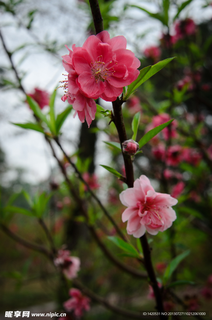 梅花
