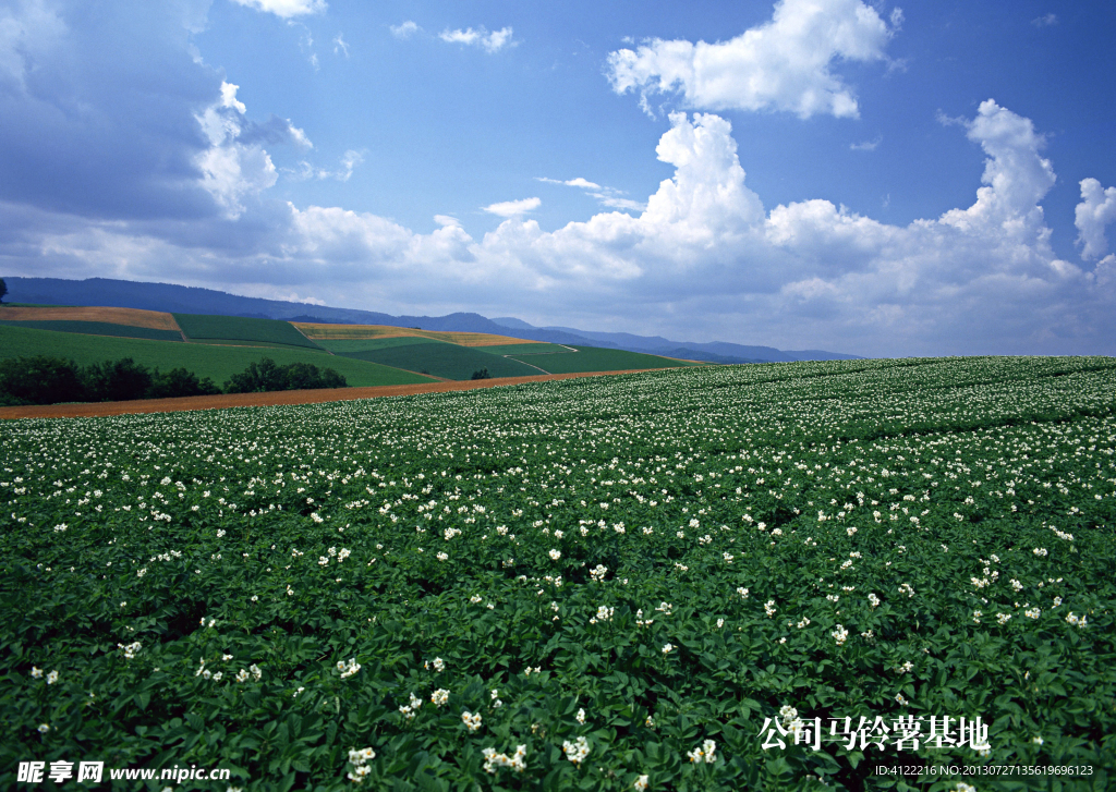 马铃薯种植基地