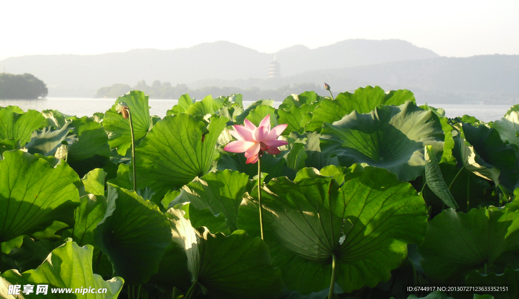 西湖荷花