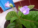 大岩桐花