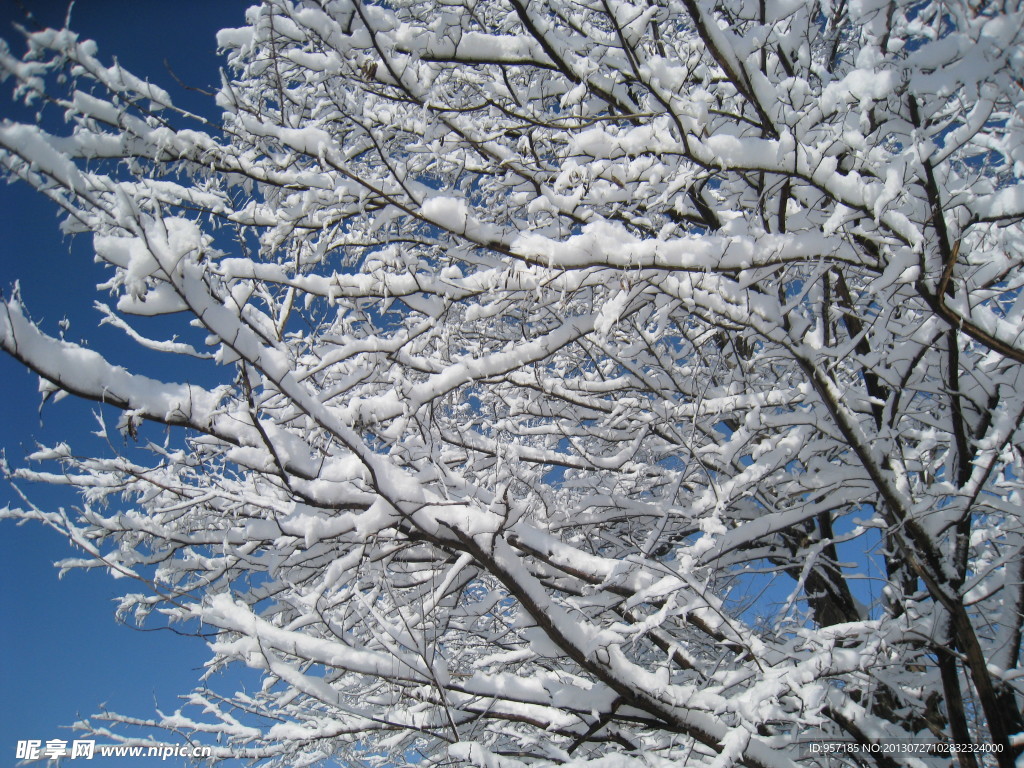 大雪 冬天 严寒 树