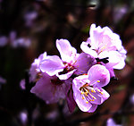 春天校园的榆叶梅花