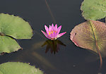 粉色睡莲花