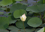 莲花湖中的莲花与莲叶