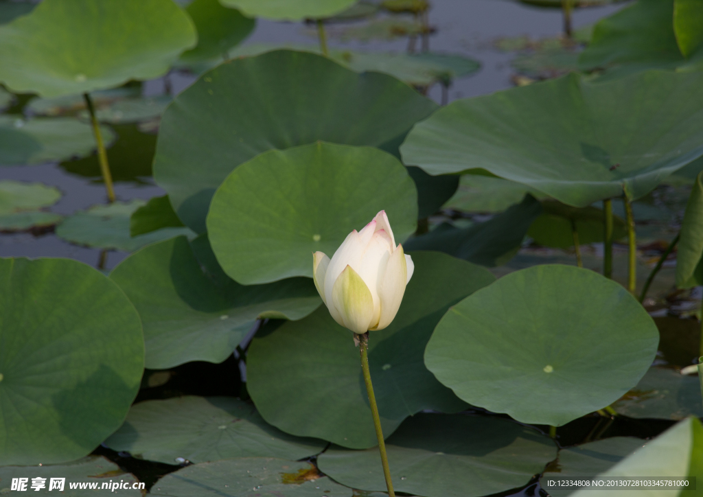 莲花湖中的莲花与莲叶