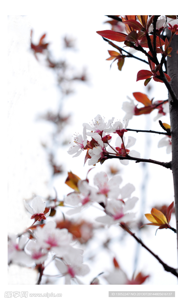 梅花