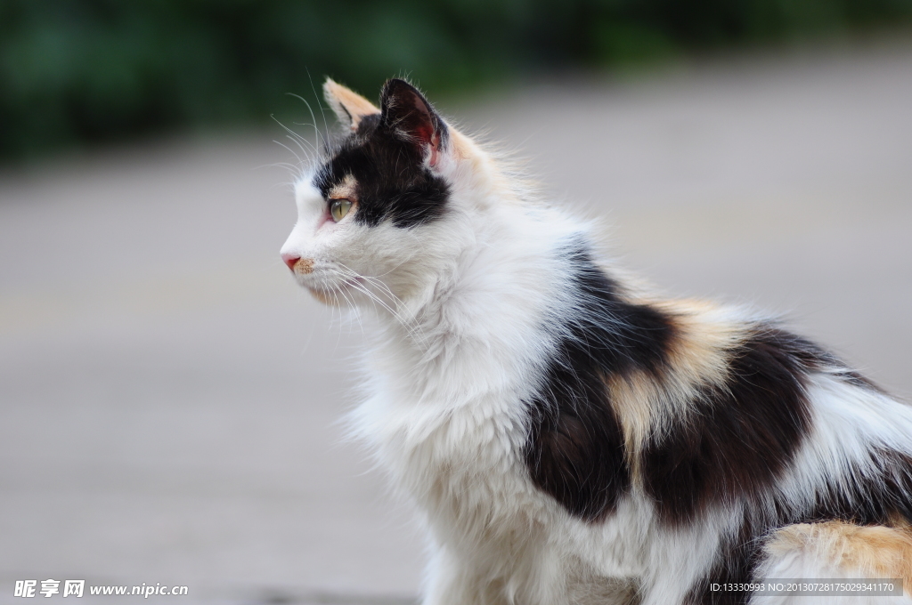 花猫