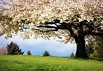 春日公园一角